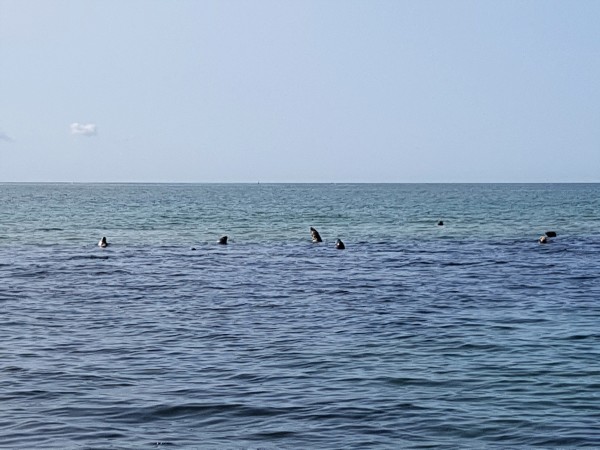 20180824_101515 (2)